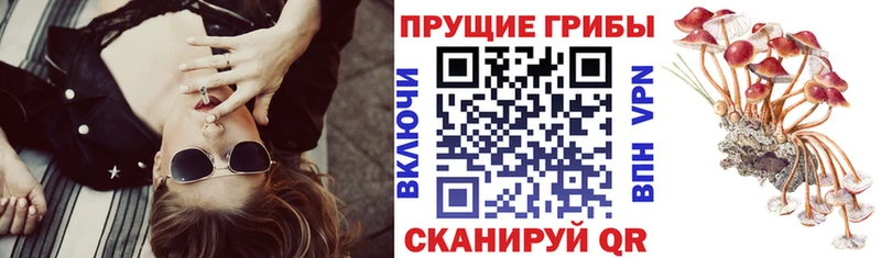 Галлюциногенные грибы Psilocybe  дарнет шоп  Липки 